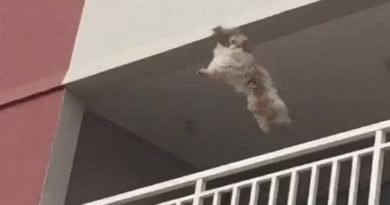 Cadela se assusta com fogos de artifícios do réveillon e pula do 3º andar em Goiânia