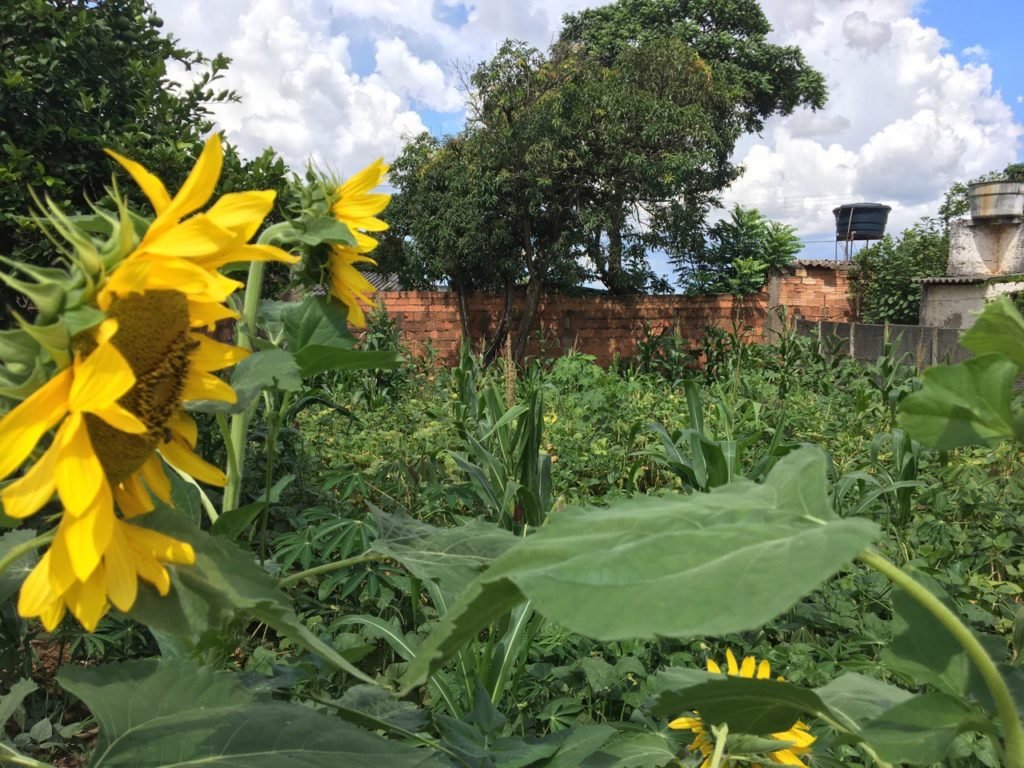 Ação de adotar praças e lotes baldios tem contribuído para Prefeitura de Aparecida e população