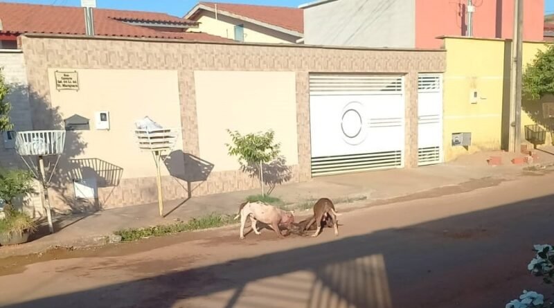 Dois pit bulls atacam e matam um cãozinho vira-lata em Minaçu
