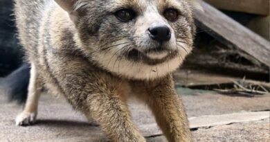 Zoológico de Goiânia apresenta dois novos moradores ao público