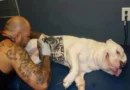 Governo sanciona lei que proíbe tatuagens e piercings em cães e gatos