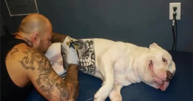 Governo sanciona lei que proíbe tatuagens e piercings em cães e gatos