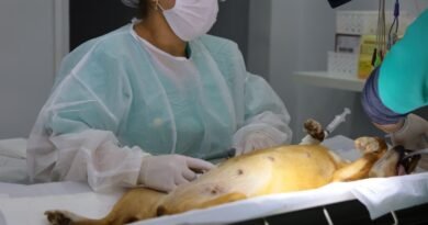 PATA realiza mutirão de castração com 60 vagas para cães e gatos neste sábado (11) em Aparecida