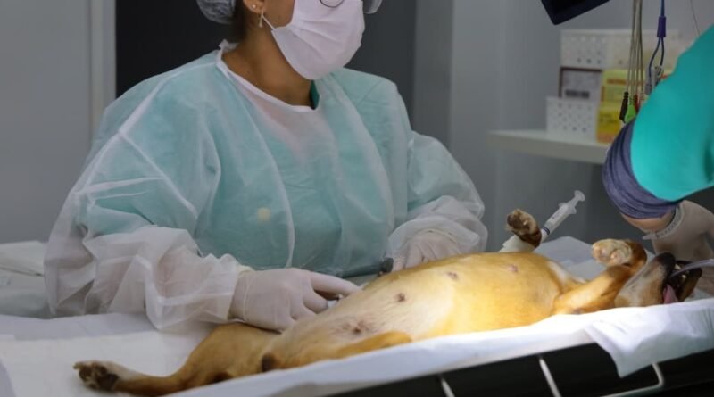 PATA realiza mutirão de castração com 60 vagas para cães e gatos neste sábado (11) em Aparecida