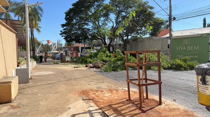 Prefeitura inicia substituição de árvores no Setor Sul com plantio compensatório neste sábado (11/4)