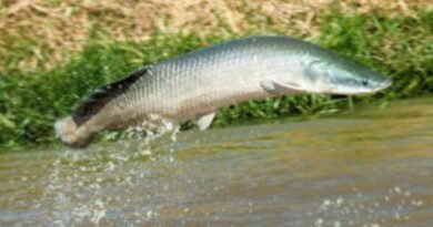 Regras para pesca do pirarucu mudam em Goiás