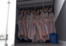 MPF obtém condenação de motorista por transporte de 529 kg de cocaína escondidos em carga de carne em Goiás