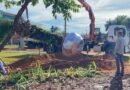 Comurg inicia transplante de árvores da Praça Ciro Lisita