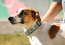 Prefeitura de Aparecida amplia ações do PATA com implantação de coleiras refletivas para animais comunitários
