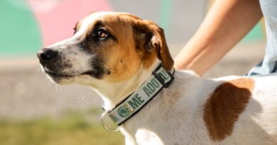 Prefeitura de Aparecida amplia ações do PATA com implantação de coleiras refletivas para animais comunitários